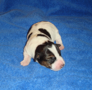 Puppy 2 Male